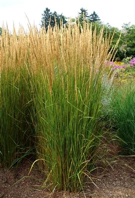 Calamagrostis x acutiflora Karl Foerster