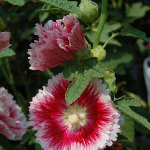 Alcea rosea Fiesta Time