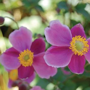 Anemone hupehensis September Charm