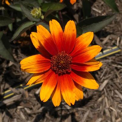 Heliopsis helianthoides Summer Eclipse