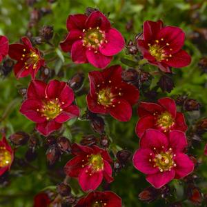 Saxifraga x arendsii Touran™ Deep Red Imp