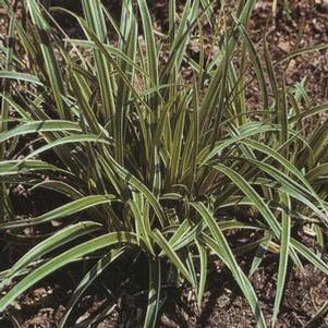 Carex morrowii 'Ice Dance' Carex morrowii 'Ice Dance'