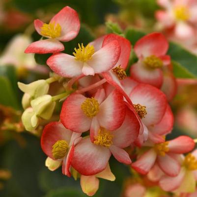 Begonia Hula™ Red White Bicolor