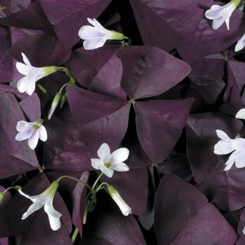 Oxalis triangularis Charmed® Wine