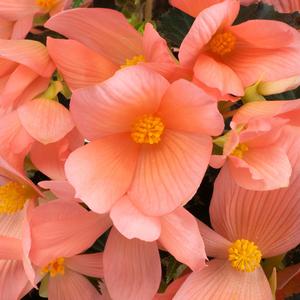 Begonia Florencio™ Pink