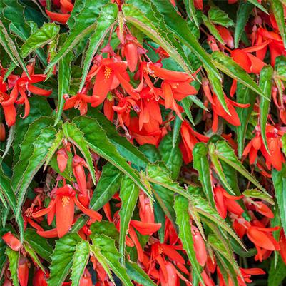 Begonia boliviensis Waterfalls® Encanto Orange