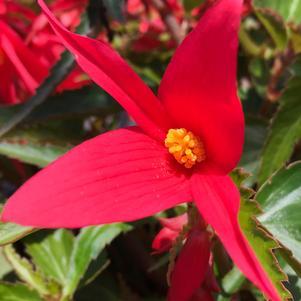 Begonia boliviensis Waterfalls® Encanto Pink