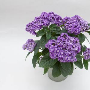 Heliotrope arborescens Marino™ Blue