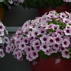 Petunia Capella™ Pink Lace