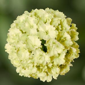 Verbena Lanai® Green Apple