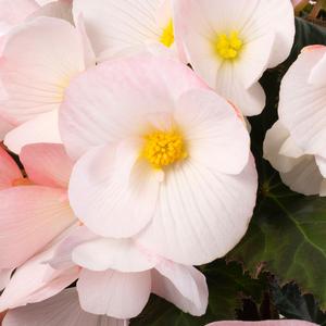 Begonia Florencio™ White