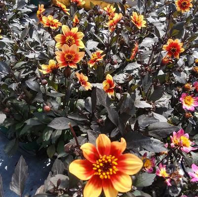 Dahlia Happy Days™ Orange Red Bicolor