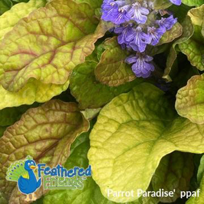 Ajuga Feather Friends™ Parrot Paradise