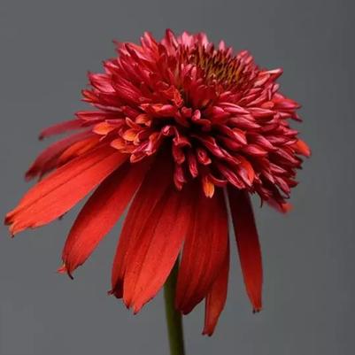 Echinacea Double Scoop™ Deluxe Raspberry