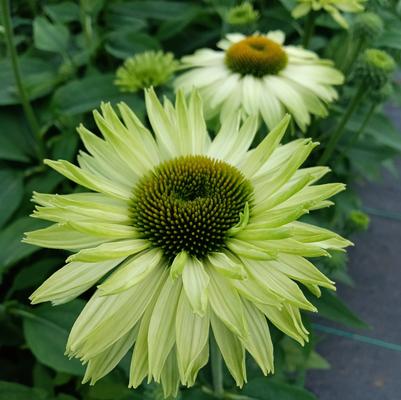 Echinacea Sunseekers® Apple Green