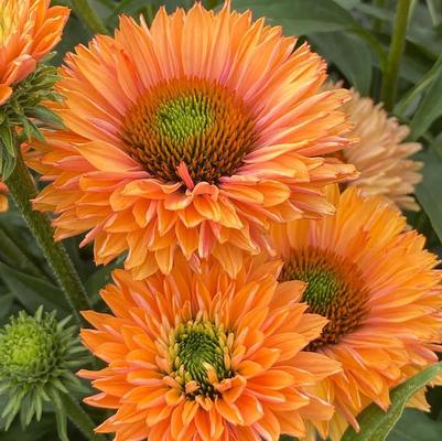 Echinacea Sunseekers® Pumpkin Pie