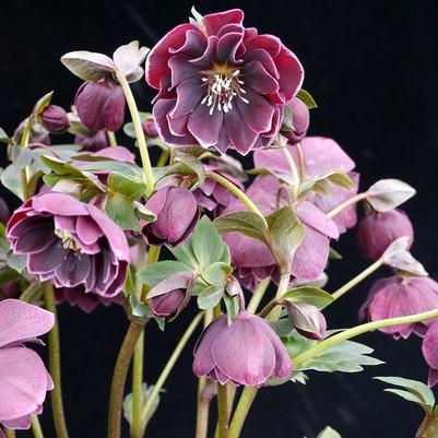 Helleborus North Star™ Plum