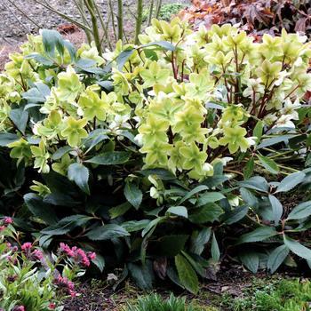 Helleborus niger Honeyhill Joy