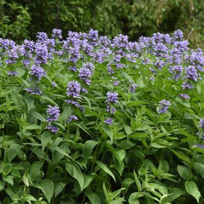 Nepeta subsessilis Prelude Blue