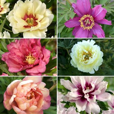 Peony, Itoh Assortment