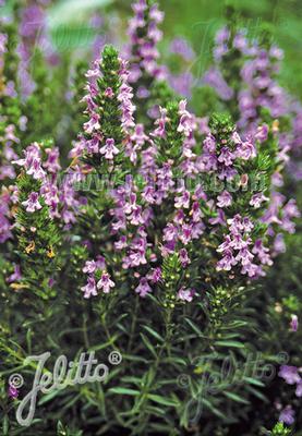 Satureja montana ssp. Illyrica Purple Winter Savory
