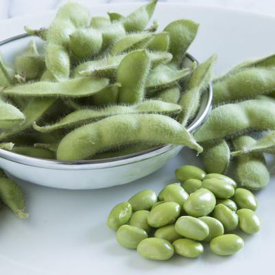 Edamame Soybeans Tohya