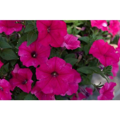 Petunia Durabloom® Watermelon