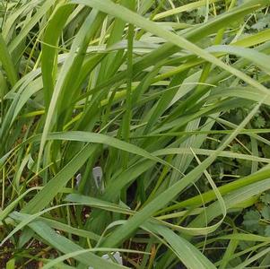 Sweet Grass Heirochloe odorata