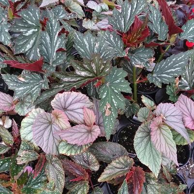 Begonia Angel Wing Mix