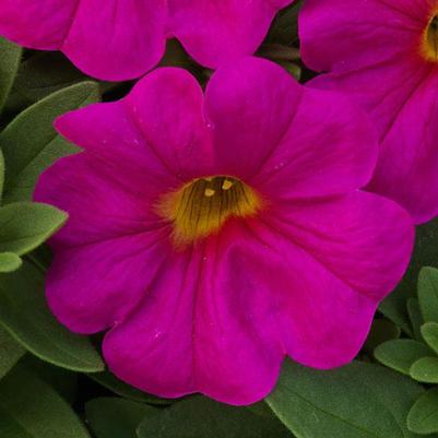Petunia SuperCal® Neon Rose