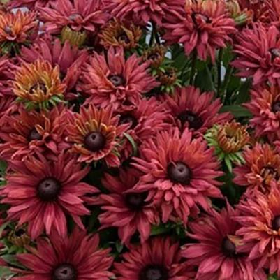 Rudbeckia Rodeo® Double Red