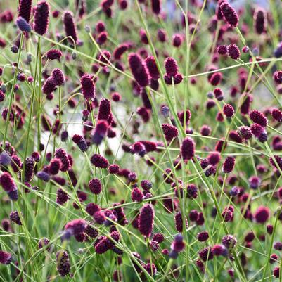 Sanguisorba x Plum Drops