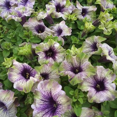 Petunia Amazonas™ Plum Cockatoo