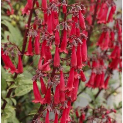 Phygelius Colorburst™ Deep Red