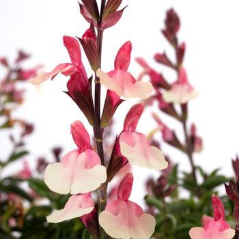 Salvia x jamensis Vibe® Ignition Sunrise