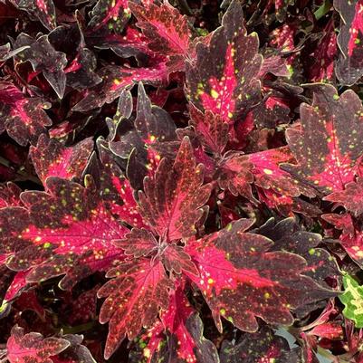 Coleus Down Town® Santa Monica