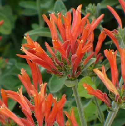 Dicliptera suberecta 
