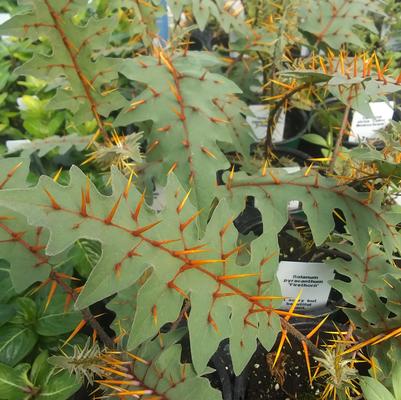 Solanum pyracanthum Firethorn
