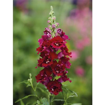 Snapdragon DoublesShot Crimson Red