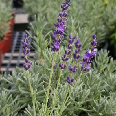 Lavender angustifolia Cynthia Johnson
