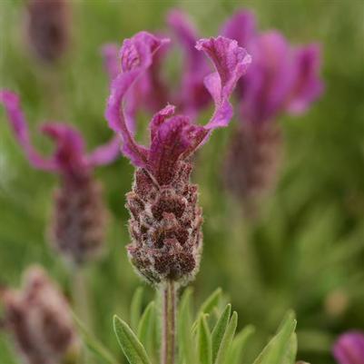 Lavender stoechas Anouk Deep Rose