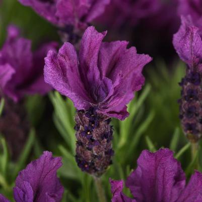 Lavender stoechas Anouk Doublescape