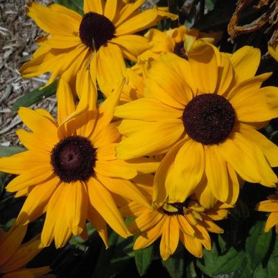 Rudbeckia Sunbeckia® Lucia