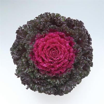 Flowering Kale Crystal Dark Red