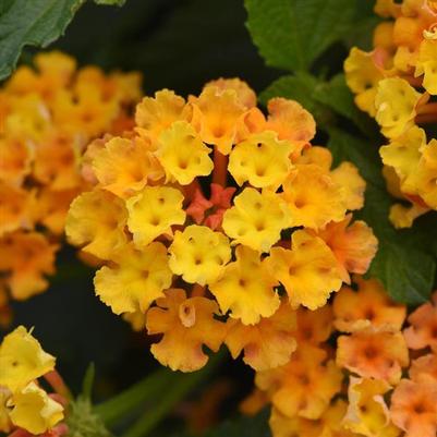 Lantana Bloomify™ Orange