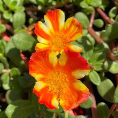 Portulaca Portogrande™ Citrus Crush