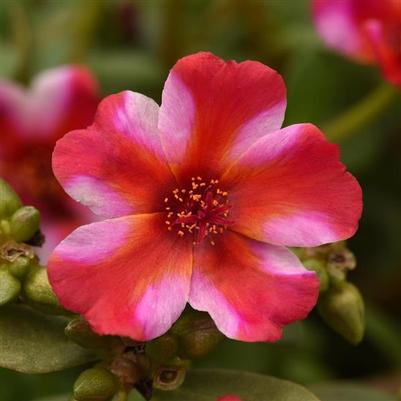 Portulaca Portogrande™ Frosted Strawberry