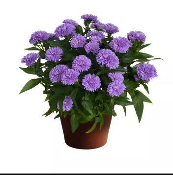 Aster Nova-belgii Showmakers® Lavender