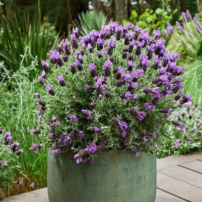 Lavender penduculata Lavender Frost™