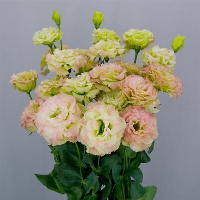 Lisianthus Celeb 2 Pink Diamond